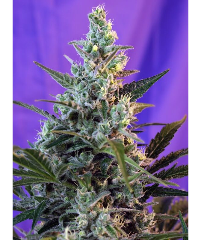 Sweet Skunk F1 Fast Version - Semillas de marihuana fotodependientes de floración rápida