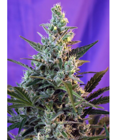 Sweet Skunk F1 Fast Version - Semillas de marihuana fotodependientes de floración rápida