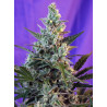 Sweet Skunk F1 Fast Version - Semillas de marihuana fotodependientes de floración rápida