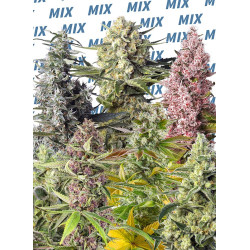 Sweet Mix Fotodependientes - Pack de 10 semillas feminizadas de Sweet Seeds