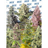 Sweet Mix Fotodependientes - Pack de 10 semillas feminizadas de Sweet Seeds
