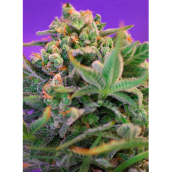 Sweet Cheese F1 Fast Version - Semillas feminizadas fotodependientes de floración rápida Sweet Seeds