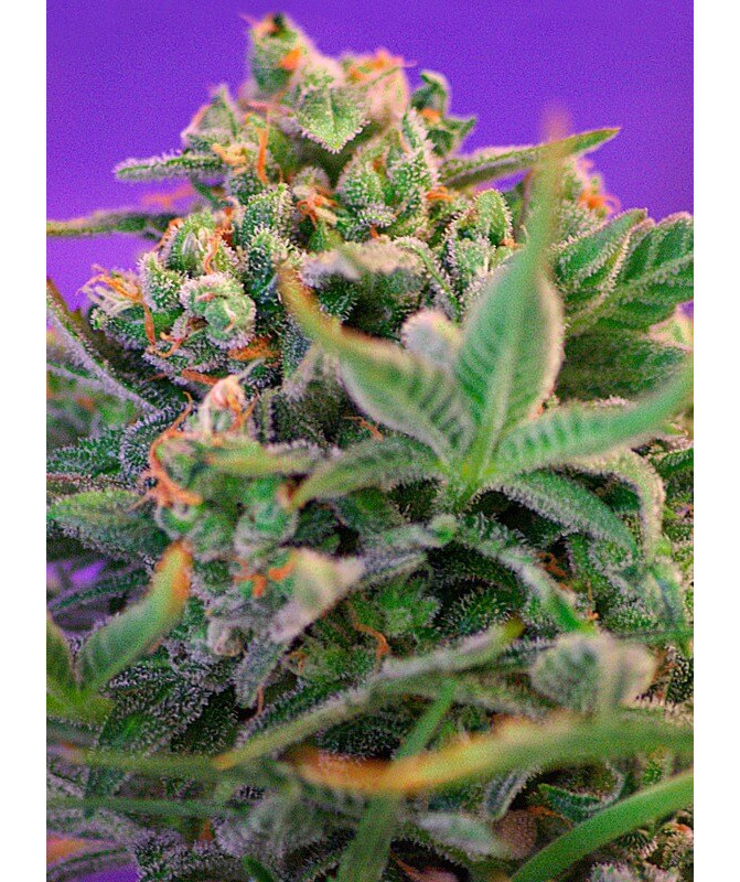 Sweet Cheese F1 Fast Version - Semillas feminizadas fotodependientes de floración rápida Sweet Seeds Sweet Cheese F1 Fast Version - Semillas feminizadas fotodependientes de floración rápida Sweet Seeds