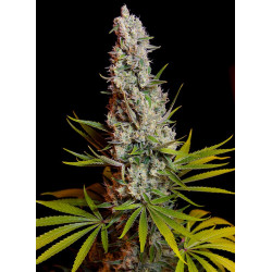 Sweet Cheese - Semillas feminizadas fotodependientes Sweet Seeds