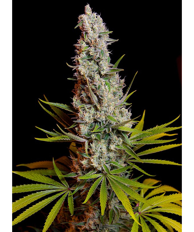 Sweet Cheese - Semillas feminizadas fotodependientes Sweet Seeds Sweet Cheese - Semillas feminizadas fotodependientes Sweet Seeds