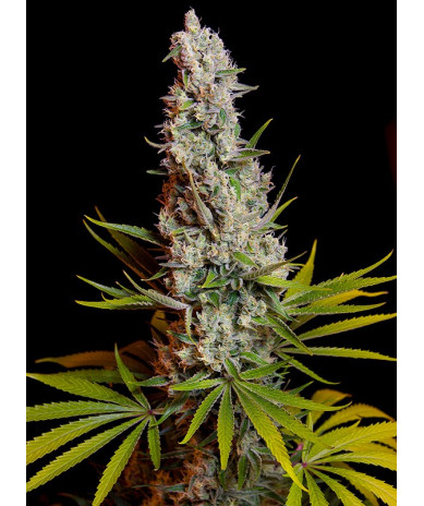 Sweet Cheese - Semillas feminizadas fotodependientes Sweet Seeds