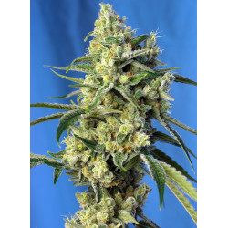 Sweet Amnesia Haze - Semillas feminizadas fotodependientes Sweet Seeds