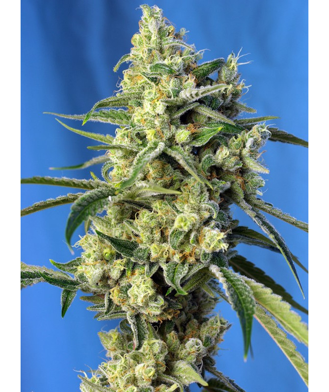 Sweet Amnesia Haze - Semillas feminizadas fotodependientes Sweet Seeds Sweet Amnesia Haze - Semillas feminizadas fotodependientes Sweet Seeds