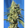 Sweet Amnesia Haze - Semillas feminizadas fotodependientes Sweet Seeds