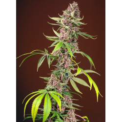 Planta de marihuana Red Mandarine Fast Version F1 con flores rojas intensas y cogollos compactos