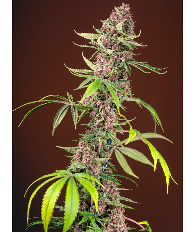 Planta de marihuana Red Mandarine Fast Version F1 con flores rojas intensas y cogollos compactos Planta de marihuana Red Mandarine Fast Version F1 con flores rojas intensas y cogollos compactos