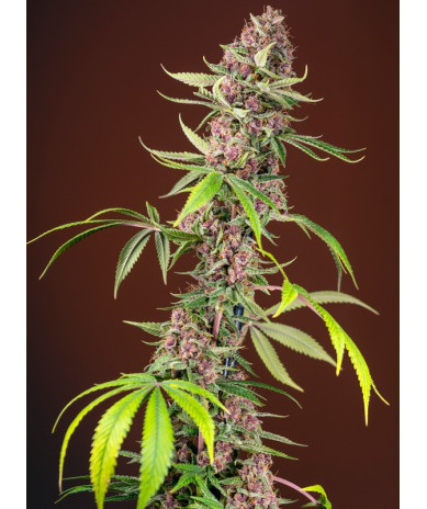 Planta de marihuana Red Mandarine Fast Version F1 con flores rojas intensas y cogollos compactos