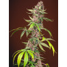 Planta de marihuana Red Mandarine Fast Version F1 con flores rojas intensas y cogollos compactos