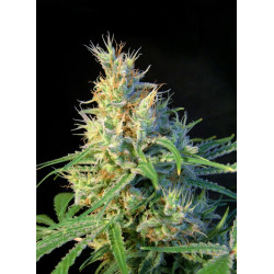 Planta de cannabis Psicodelicia® en floración con cogollos densos cubiertos de resina
