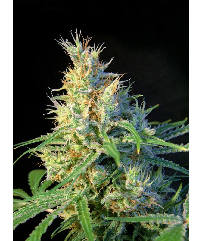 Planta de cannabis Psicodelicia® en floración con cogollos densos cubiertos de resina Planta de cannabis Psicodelicia® en floración con cogollos densos cubiertos de resina
