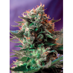 Jack 47 F1 Fast Version - Semillas feminizadas fotodependientes de floración rápida y alta potencia Sweet Seeds