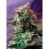 Jack 47 F1 Fast Version - Semillas feminizadas fotodependientes de floración rápida y alta potencia Sweet Seeds