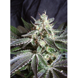 Semillas de marihuana Black Jack Sweet Seeds feminizadas 50% índica 50% sativa con alto rendimiento y aroma inciensado Haze