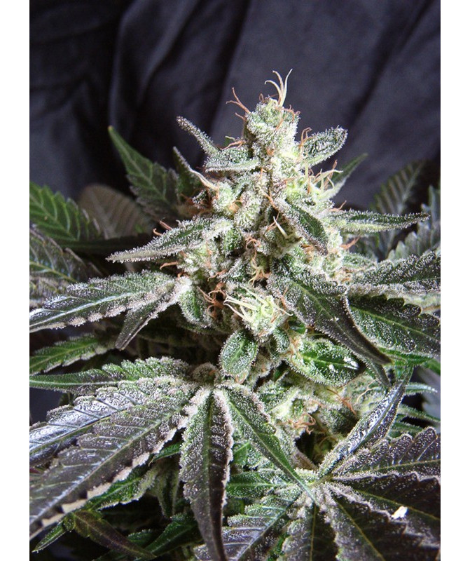 Semillas de marihuana Black Jack Sweet Seeds feminizadas 50% índica 50% sativa con alto rendimiento y aroma inciensado Haze Semillas de marihuana Black Jack Sweet Seeds feminizadas 50% índica 50% sativa con alto rendimiento y aroma inciensado Haze