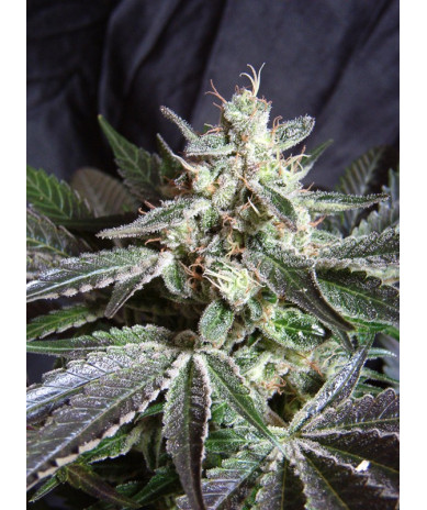 Semillas de marihuana Black Jack Sweet Seeds feminizadas 50% índica 50% sativa con alto rendimiento y aroma inciensado Haze