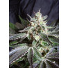 Semillas de marihuana Black Jack Sweet Seeds feminizadas 50% índica 50% sativa con alto rendimiento y aroma inciensado Haze