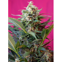 Big Devil XL Auto Sweet Seeds - Semilla autofloreciente 3ª generación, alta producción y sabor cítrico e inciensado