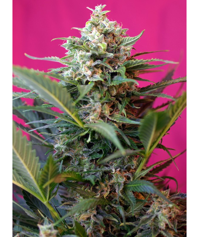 Big Devil XL Auto Sweet Seeds - Semilla autofloreciente 3ª generación, alta producción y sabor cítrico e inciensado Big Devil XL Auto Sweet Seeds - Semilla autofloreciente 3ª generación, alta producción y sabor cítrico e inciensado