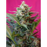 Big Devil XL Auto Sweet Seeds - Semilla autofloreciente 3ª generación, alta producción y sabor cítrico e inciensado