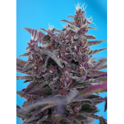 Black Cream Auto® semillas autoflorecientes Sweet Seeds, plantas índica compactas con cogollos púrpuras