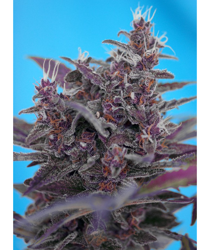 Black Cream Auto® semillas autoflorecientes Sweet Seeds, plantas índica compactas con cogollos púrpuras Black Cream Auto® semillas autoflorecientes Sweet Seeds, plantas índica compactas con cogollos púrpuras