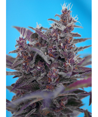 Black Cream Auto® semillas autoflorecientes Sweet Seeds, plantas índica compactas con cogollos púrpuras