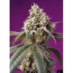 Bruce Banner Auto® semillas autoflorecientes 7ª generación híbrido 40% Índica 60% Sativa con THC hasta 25%