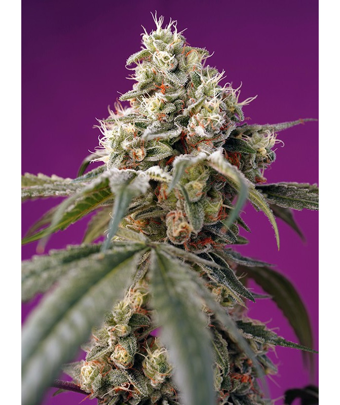 Bruce Banner Auto® semillas autoflorecientes 7ª generación híbrido 40% Índica 60% Sativa con THC hasta 25% Bruce Banner Auto® semillas autoflorecientes 7ª generación híbrido 40% Índica 60% Sativa con THC hasta 25%