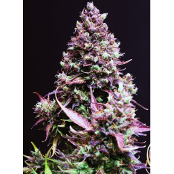 Cream Caramel Auto® semillas autoflorecientes 3ª generación 85% Índica 15% Sativa con alto THC y efecto relajante