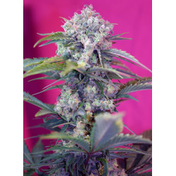 Cream Mandarine Auto® Sweet Seeds - Cogollos cítricos y resinosos