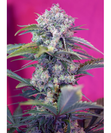 Cream Mandarine Auto® Sweet Seeds - Cogollos cítricos y resinosos