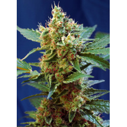Cream Mandarine XL Auto® Sweet Seeds - Autofloreciente XL con aroma cítrico