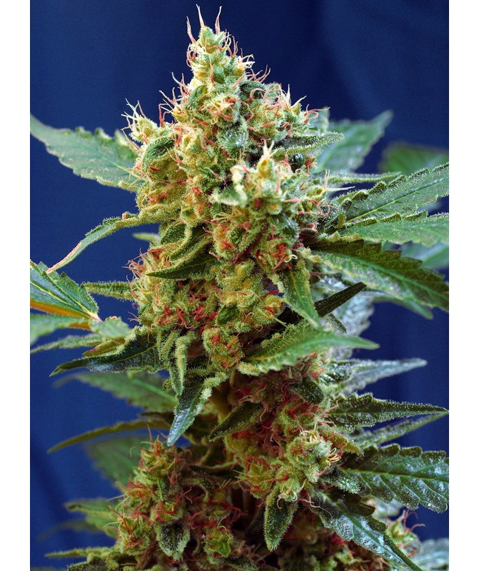 Cream Mandarine XL Auto® Sweet Seeds - Autofloreciente XL con aroma cítrico