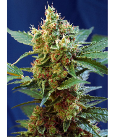 Cream Mandarine XL Auto® Sweet Seeds - Autofloreciente XL con aroma cítrico