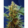 Cream Mandarine XL Auto® Sweet Seeds - Autofloreciente XL con aroma cítrico