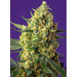 Crystal Candy XL Auto® Sweet Seeds - Cogollos XL con aroma a golosina