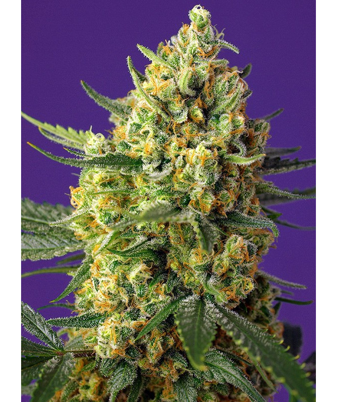 Crystal Candy XL Auto® Sweet Seeds - Cogollos XL con aroma a golosina