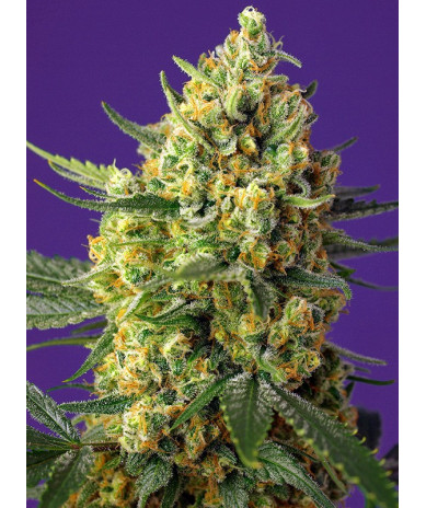 Crystal Candy XL Auto® Sweet Seeds - Cogollos XL con aroma a golosina
