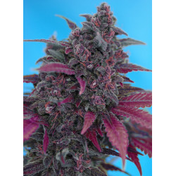Dark Devil Auto® Sweet Seeds - Autofloreciente púrpura con aroma dulce