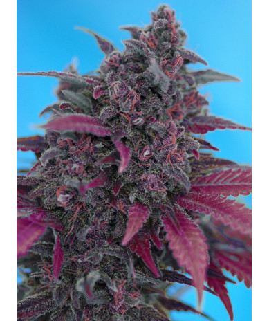 Dark Devil Auto® Sweet Seeds - Autofloreciente púrpura con aroma dulce