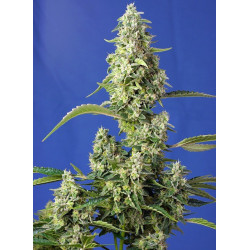 Gorilla Girl XL Auto® - Semillas autoflorecientes de alta potencia y sabor afrutado