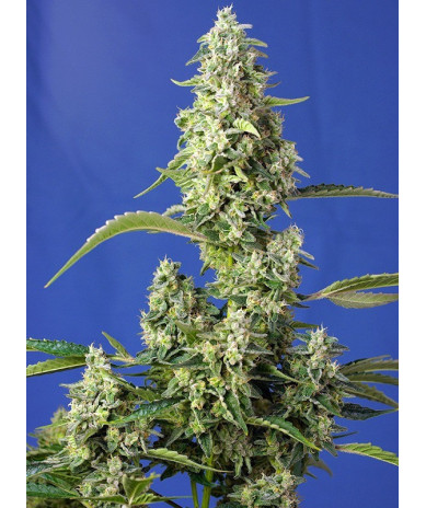 Gorilla Girl XL Auto® - Semillas autoflorecientes de alta potencia y sabor afrutado