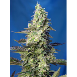 Green Poison XL Auto® Sweet Seeds - Autofloreciente de sabor dulce y producción XL