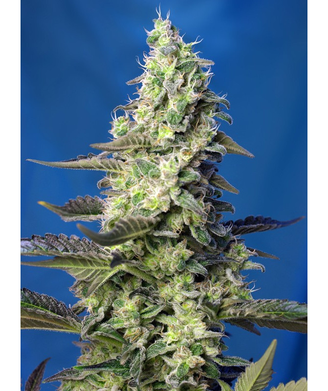 Green Poison XL Auto® Sweet Seeds - Autofloreciente de sabor dulce y producción XL