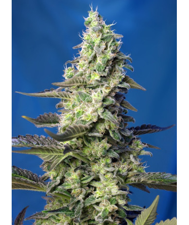 Green Poison XL Auto® Sweet Seeds - Autofloreciente de sabor dulce y producción XL